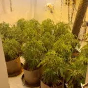 Cannabis Farm Discovered in Solihull Home Near Nature Reserve