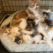 Cats and Kittens Found Zipped in Bag and Dumped Near Smethwick Park