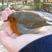 Chilly Robin Snuggles into Visitor's Hair at Yorkshire Wildlife Park