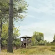 Coventry Approves Plan for West Midlands' Largest Urban Nature Reserve