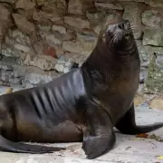 Dudley Zoo Mourns Loss of Last Patagonian Sea Lion Tania at 29