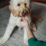 Dunelm's £4 Pet Mat: A Stylish Solution for Messy Feeders