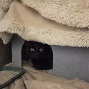 Emaciated Kitten Juniper Rescued After Being Tied in Bin Bag in Wolverhampton