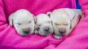 First Guide Dog Puppies of 2026 Born: Meet the Litter of 10