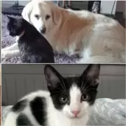 Five Pets Seek Forever Homes: Dudley Charity's Urgent Christmas Appeal