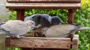 Garden Birdwatch: Wood Pigeons and Magpies Dominate the Morning Feed