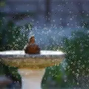 Gardeners Urged to Place Rock in Birdbath to Prevent Winter Freezing