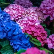 Gardeners Warned: Avoid This Common Hydrangea Pruning Mistake in January