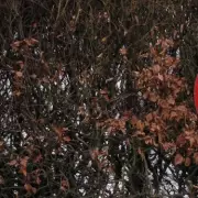 Heavy Goods Vehicles Face Potential Ban on Key Devon Route Amid Safety Concerns