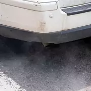 Labour Rejects Cat Collision Law Despite 10,000-Signature Petition