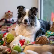 Meet Harvey: The Border Collie Who Knows 221 Toy Names