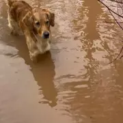 Monty Don Trapped by Rising Floods at Herefordshire Home as Storm Hits