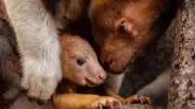 Rare Tree Kangaroo Joey Emerges at Chester Zoo in Conservation Milestone