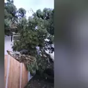 Storm Goretti: Children Escape as Tree Crashes Through Bedroom in Cornwall
