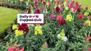 Tuesday Quiz: Test Your Knowledge on Sinatra, Snapdragons & More