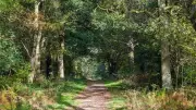 Uffmoor Wood: An 85-Hectare Ancient Forest with Anglo-Saxon Roots Near Birmingham
