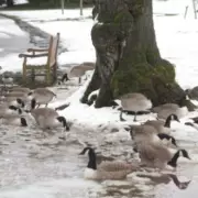 UK Braces for 390-Mile Snow Wall: Nine English Counties on Alert