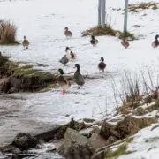 UK Braces for 9-Day Snow Blast as Met Office Issues Cold Snap Warning