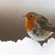 UK Braces for Fresh Snow: 12 Scottish Counties and Northern Ireland on Alert