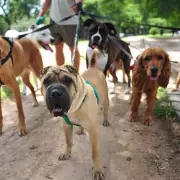 UK Dog Owners Face £1000 Fines for Breaching Six Key PSPO Rules