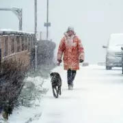UK Dog Owners Warned: Winter Grit Poses Chemical Burn Risk to Paws