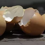 UK Gardeners Urged to Use Eggshells for Slugs & Fertiliser in January