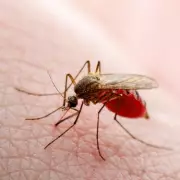 UKHSA Issues Chikungunya Alert for Holidaymakers Returning from Long-Haul Destinations