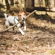 Vet Student's Tragic Fetch Game Warning After Corgi Dies Using Stick