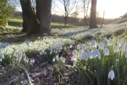 Warwickshire's Baddesley Clinton Manor to Bloom with Spectacular Snowdrop Displays