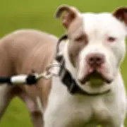 West Midlands Police Seize 40 Dogs Monthly Since XL Bully Ban