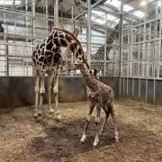 West Midlands Safari Park Welcomes First 2026 Baby as Giraffe Birth Filmed