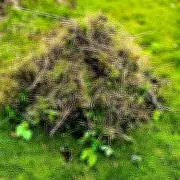 Wildlife Experts Urge Gardeners to Embrace Messy Gardens to Help Birds