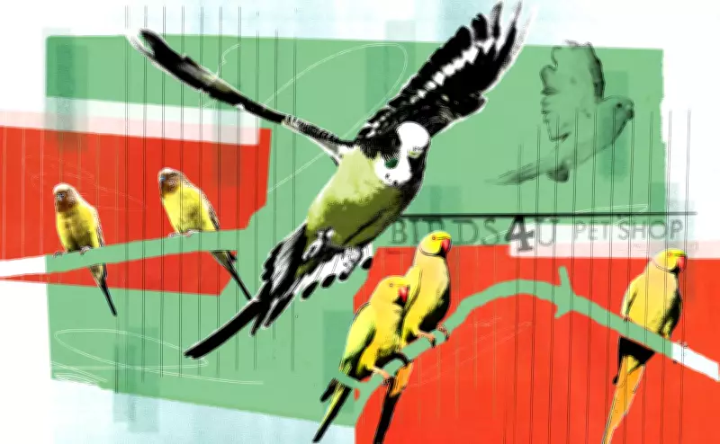 Birmingham Bird Shop Scandal Sparks Outrage Among Pet Owners
