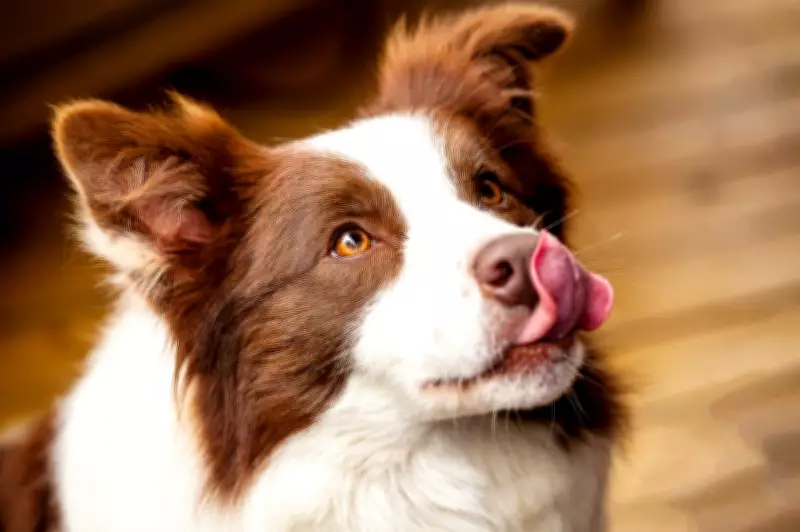 Birmingham Named Top Dog-Friendly City for Spring Walks in 2026