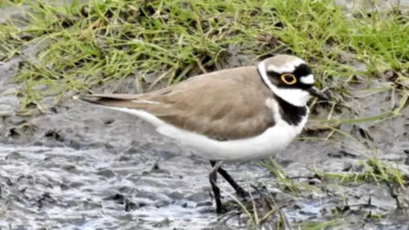 Climate Shift Brings Early Spring Bird Migrants to Sefton Coast