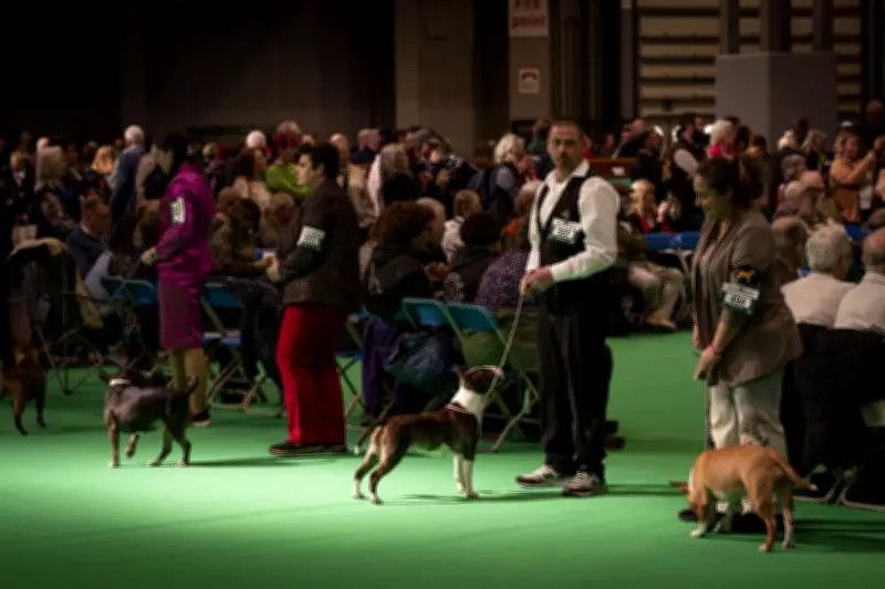 Crufts 2026: Complete Guide to Tickets, Dates, and Categories at NEC Birmingham