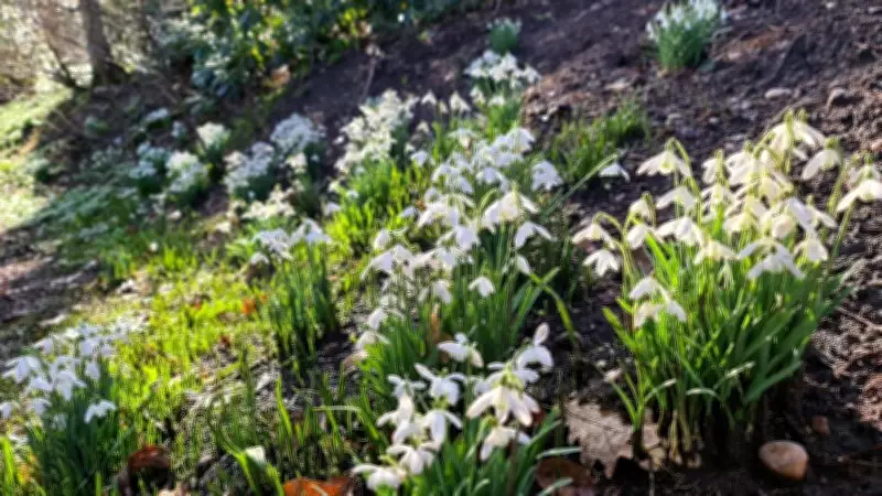 Discover the Most Beautiful Snowdrop Walks in the West Midlands