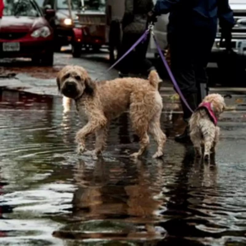 Dog Owners in England Warned to Avoid Puddles Due to Deadly Bacteria Risk