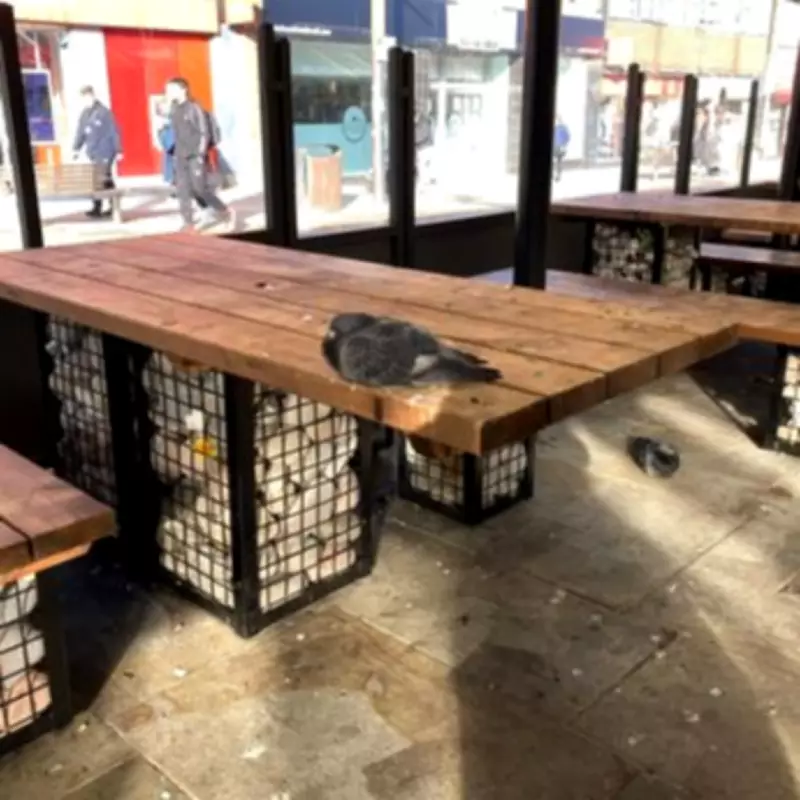 Dudley Council Launches Anti-Social Behaviour Patrols to Tackle Pigeon Health Hazard