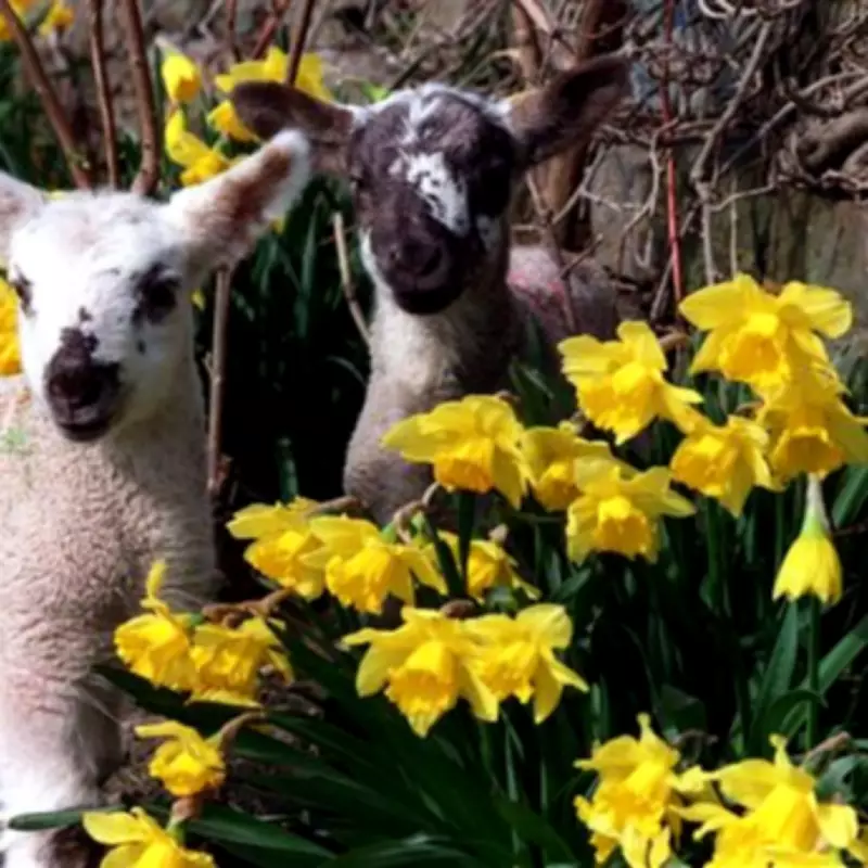 Easter 2026: Top Family Activities and Egg Hunts Across Birmingham Attractions