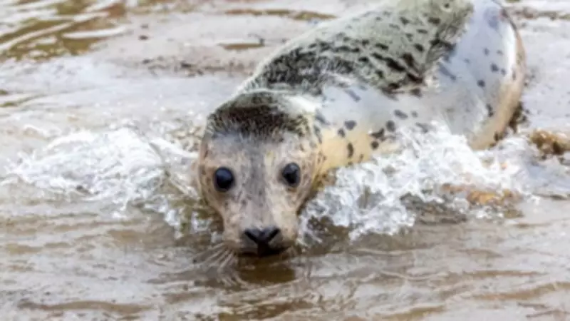 Elvis the Seal Pup Leads Musical Release Back to Devon Coast