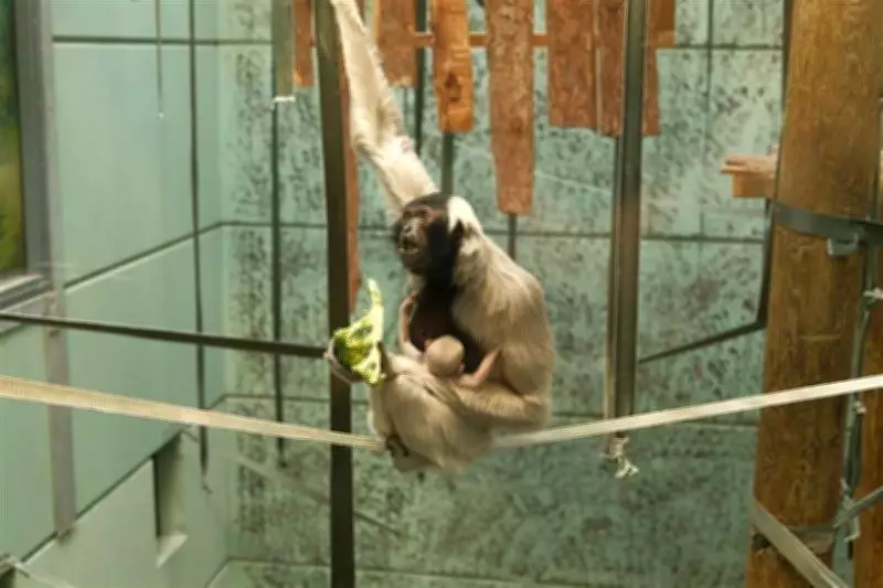 Endangered Pileated Gibbon Born at Twycross Zoo Marks Major Conservation Success