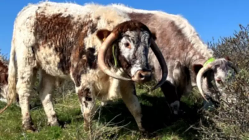 English Longhorn Cattle Return to Birkdale for Vital Winter Conservation Grazing