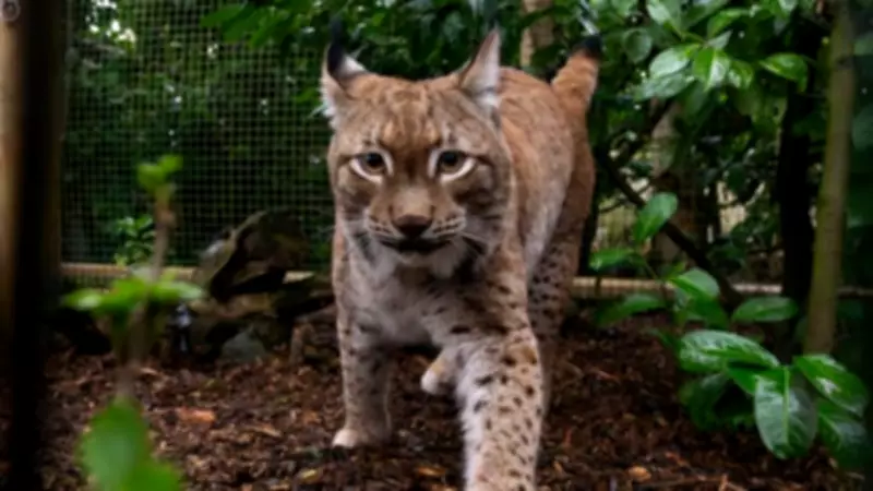 Eurasian Lynx Rescued from Ukraine War Zone Arrives at UK Sanctuary