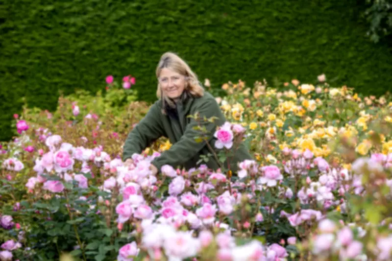 Expert Reveals February Rose Care Secret for Summer Blooms