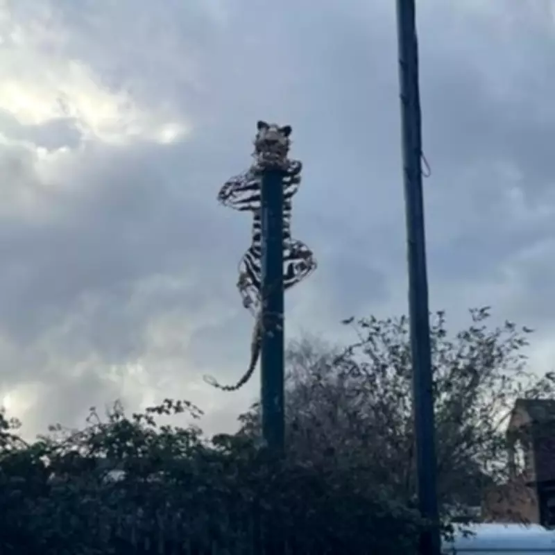 Fly-Tipping Crisis in Willenhall: Councillor Demands Action on Springvale and Ann Street