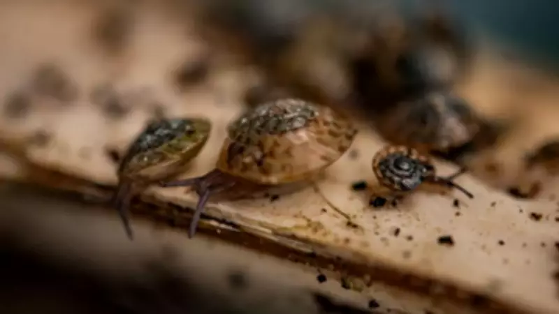 Greater Bermuda Snail Saved from Extinction Through International Conservation Effort
