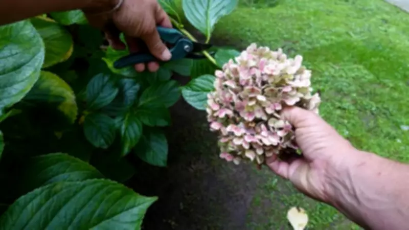 Late Winter Pruning Guide: Boost Summer Blooms and Fruit Harvests