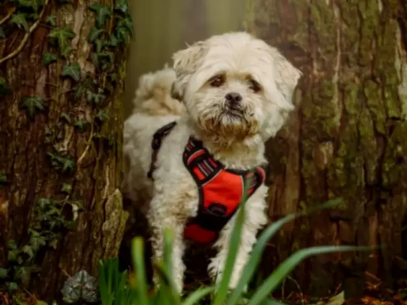 Meet 10 Rescue Dogs Seeking Loving Homes in Birmingham from Dogs Trust