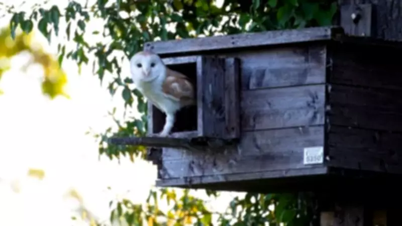 National Nest Box Week: Create a Love Nest for Garden Birds
